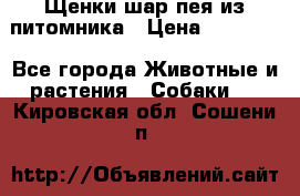 Щенки шар-пея из питомника › Цена ­ 15 000 - Все города Животные и растения » Собаки   . Кировская обл.,Сошени п.